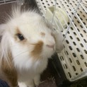 ライオンロップイヤー：1歳9ヶ月くらい※一旦止め※