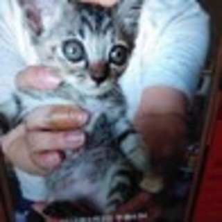 女の子の赤ちゃん！1ヶ月くらいです！