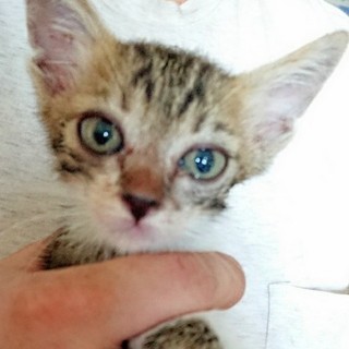 赤ちゃん男の子！1ヶ月位です！