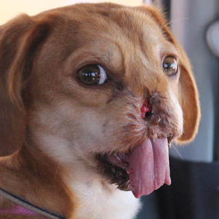 怪我なんかに負けないぞ、MIXとろです。