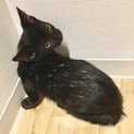 ３ヶ月ぐらいの子猫 男の子
