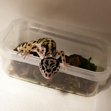 にょきっ