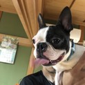 応募多数ボステリ セロくん