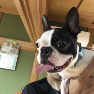 応募多数ボステリ セロくん