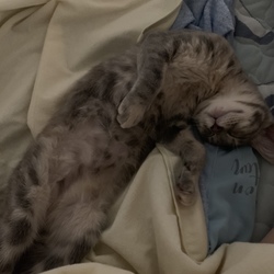 「防水シーツ買いに行きましたヽ(´o｀；」サムネイル2