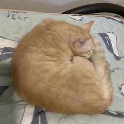 「防水シーツ買いに行きましたヽ(´o｀；」サムネイル3