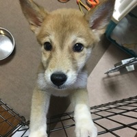 みかん