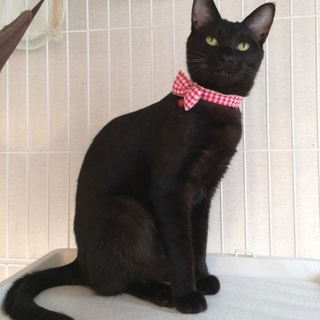 オリエンタルな黒猫アキ。あっさりした甘えん坊です