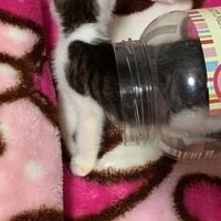 さしみ