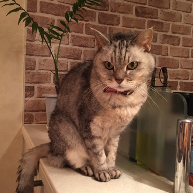 リティディアンのカバー写真