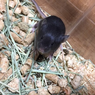 マウス里親決定しました。ありがとうございます。