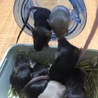 マウス里親決定しました。ありがとうございます。 サムネイル5