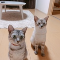 愛情込めて育ててくれる方募集中です