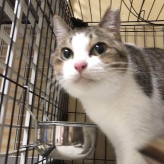 10/5Terra里親会に参加！人慣れ抜群猫苦手
