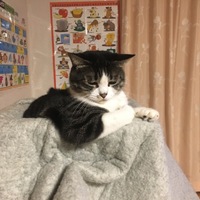 ココナツ