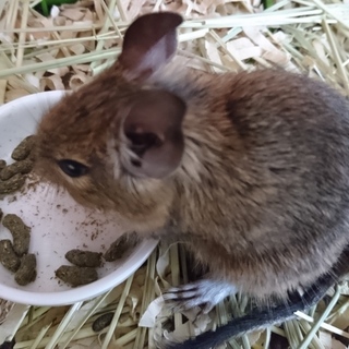 7月19日に生まれたデグーの里親様募集