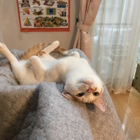 にゃむ