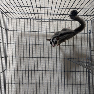 フクロモモンガ、キンクマ里親募集