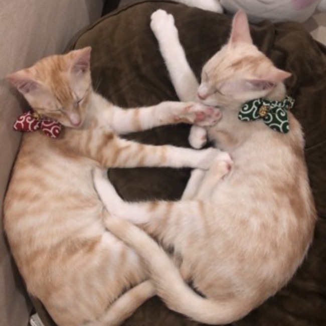 あるばななのカバー写真