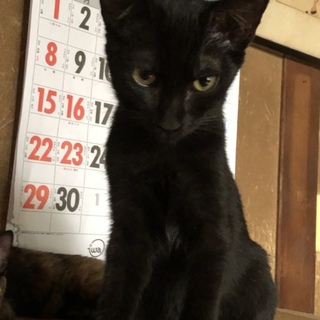 足をケガしていた小さな黒猫【グッチ君】♂