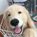 血統種ゴールデン3カ月