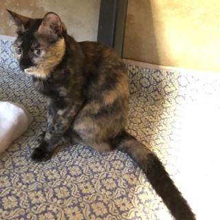 目力強め！美人なサビ猫【シャネルちゃん】♀