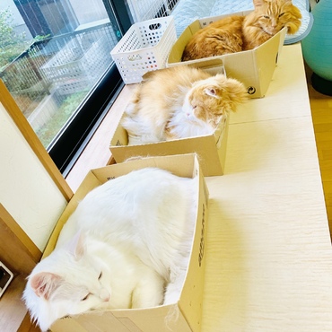 3ニャンズ  イン ザ ボックス