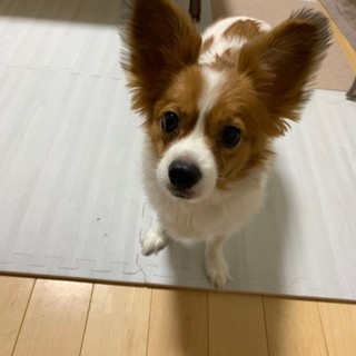 頭がよくてトレーニング好きな賢いクゥちゃん