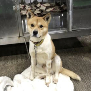 里親様決定しました✨✨ありがとうございました