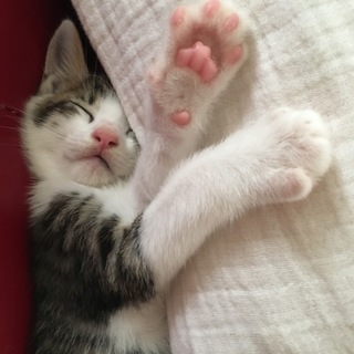 8月7日生まれ。優しい顔のキジ白ちゃん