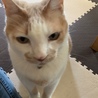 めぐミル