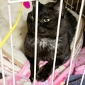 黒猫くん里親募集