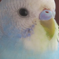 あおちゃん