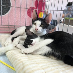 おうちねこの会静岡「子猫成猫譲渡会」