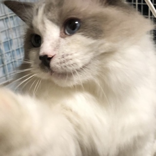 ノルウェージャン？のウーちゃん