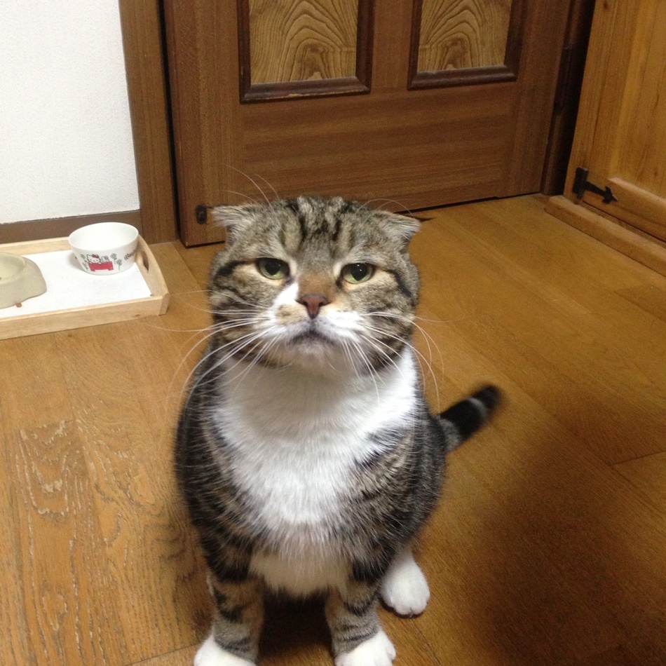 でんのカバー写真