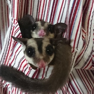 フクロモモンガ♂