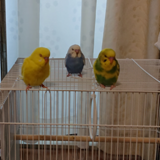 元気なセキセイインコ３羽です