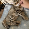 シマシマ模様の子猫里親募集！