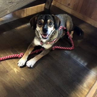 元気でおりこうさんさちちゃん