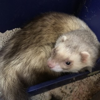 フェレット