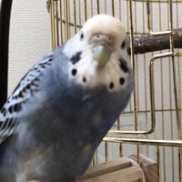 あっくん