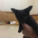 里親募集中