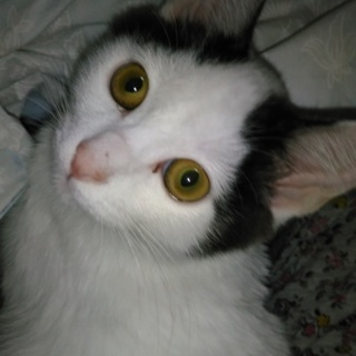 責任感行動力ある最期まで飼う方緊急募集～