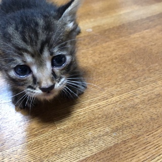 里親急募です！(子猫の兄弟①)