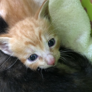 里親急募です！(子猫の兄弟②)