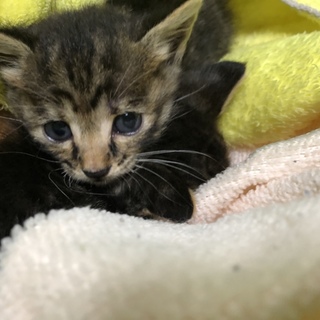 里親急募です！(子猫の兄弟③)