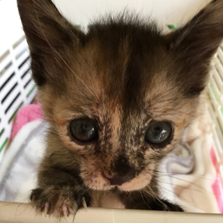 激かわサビ柄女の子うたちゃん