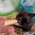 ハムスター♀【飼育用品＆エサと一緒にお渡しします】