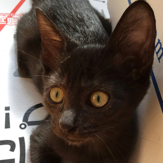 募集一時停止　イケにゃん黒男子ゴエモン君